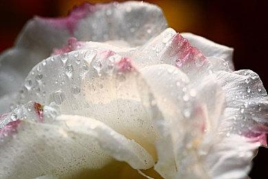 工业革命背景战略游戏《镀金天命》上线Steam 2024年发售